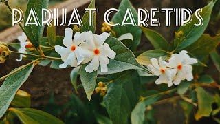 parijat Caretips parijat harsingar raatrani plantcare youtubevideo youtube viralvideo plants [upl. by Nnylaf]