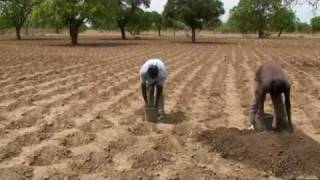 Integrated soil fertility video [upl. by Brandwein]