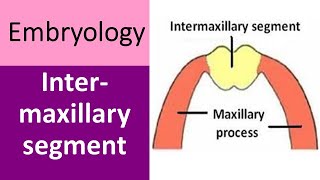 Intermaxillary segment and its derivatives [upl. by Nellak481]