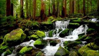 A creek along the trail to Sol Duc Falls [upl. by Nelloc]