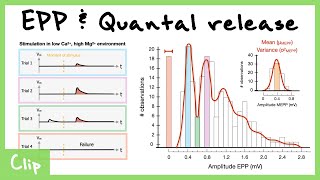 Endplate Potentials EPPs And Quantal Release Explained Bernard Katz Experiments  Clip [upl. by Yrrok699]