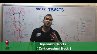 Pyramidal Tracts  Corticospinal Tract [upl. by Anahahs985]