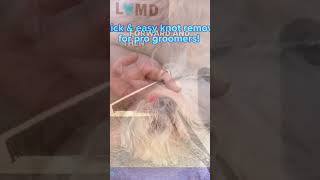 Quick amp Easy Dog Grooming Tips shorts QuickampEasyDogGroomingTips [upl. by Dream]