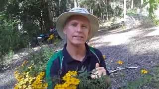 How to grow Mexican Bush Marigold Tagetes lemmonii [upl. by Goren]