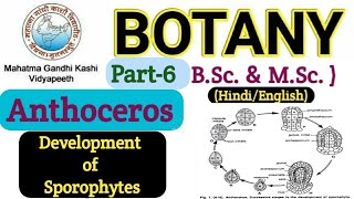 Anthoceros Sporophyte Development Development of Sporophytes in AnthocerosAnthoceros BSc 1st year [upl. by Yeaton364]