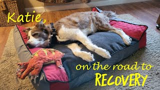 KATES RECOVERY FROM Canine idiopathic vestibular disease [upl. by Onek710]