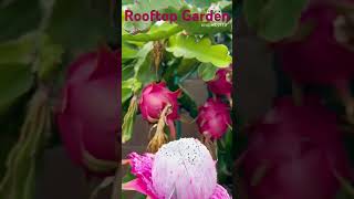 Beautiful Rooftop Garden shorts gardening [upl. by Samara]