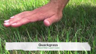 Crabgrass vs Quackgrass or Tall Fescue  Weedy Grasses [upl. by Nettie]