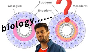 diploblastic and triploblastic [upl. by Fonzie]