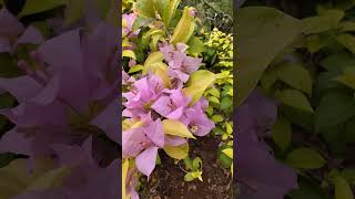 Bougainvillea plants nature floweringplant gardenview bougainvillea views 🦋🦋🦋 music 🕊️🕊️🕊️🕊️ [upl. by Etselec375]