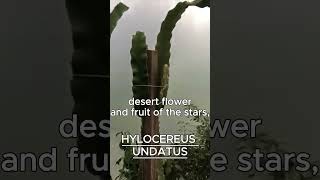 HYLOCEREUS UNDATUS AKA PITAYA [upl. by Shaper]