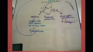 LH and FSH effects in the female [upl. by Meldoh]