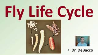 Fly Life Cycle [upl. by Eniamreg]