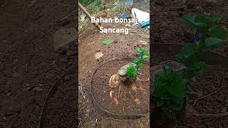 Bahan untuk bonsai jenis sancang [upl. by Cl280]