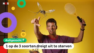 Wat als alle insecten uitsterven relaxed of niet  UITGEZOCHT 17 [upl. by Tamiko300]