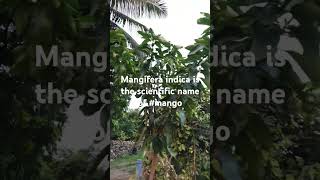 Mangiferaindica MI is the scientific name of mango आम [upl. by Eadnus]