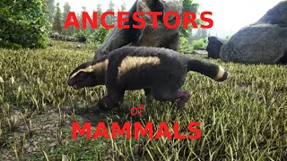 Ancestors of Mammals [upl. by Mikel753]