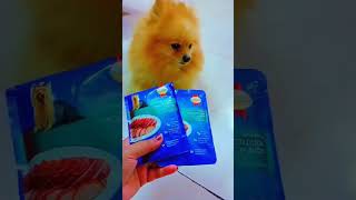 dogbreed poms doglover cute pomlove dog food pomspitz [upl. by Bouldon]