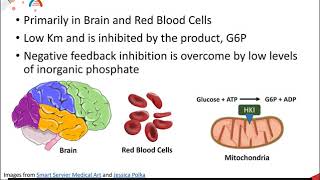 Glycolysis part 2 of 5 Hexokinase Isozymes and the Regulation of Glucose Metabolism [upl. by Ahserkal]