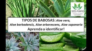 TIPOS DE BABOSAS Aloe vera Aloe saponaria Aloe arborescens [upl. by Loar]