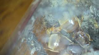 Lasius Flavus quick update [upl. by Esereht]