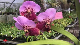 OrchidWeb  Vanda sanderiana [upl. by Ignatius681]