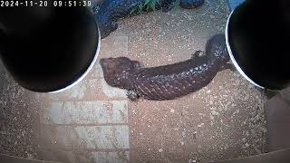 female shingleback skink [upl. by Drof247]