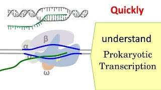 Transcription in prokaryotes [upl. by Claiborne]