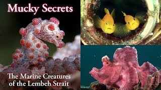 Mucky Secrets full  The Marine Creatures of the Lembeh Strait [upl. by Schoenburg]