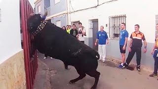 ¿¿HAS visto a un TORO BRAVO bajar unas ESCALERAS  aqui lo veras Gestalgar [upl. by Caputto]