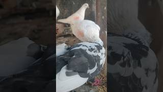 Dhandha noliyala music song 🕊️❤️🙌 viralshort pigeon youtubeshorts [upl. by Fairlie]