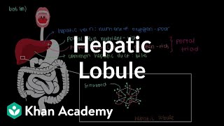 Hepatic lobule  Gastrointestinal system physiology  NCLEXRN  Khan Academy [upl. by Colinson]