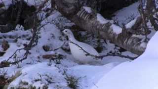 Rypejakt Ripjakt Ptarmigan Hunting Grouse Hunting In Norway [upl. by Hanselka999]