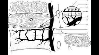 Intervertebral disc  anatomy blood and nerve supplydisc degeneration epidural steroid injections [upl. by Darcy]