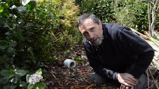 Fast Way to Cut Phormium and Cortaderia Pampas Grass [upl. by Brigg]