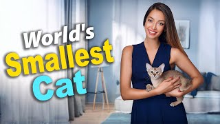 Singapura Cat The Worlds Smallest amp Most Adorable Feline Breed  Fun Facts amp Care Tips [upl. by Slein480]