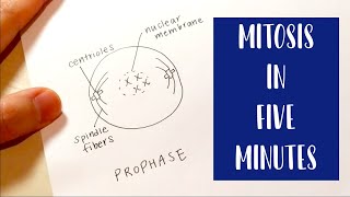 Mitosis in 5 Minutes  Drawing and Labeling Diagram Tutorial [upl. by Seek]