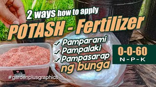 Paano Paggamit ng 0060 Potash Fertilizer  How to Apply  Use Potash Fertilizer 0060 [upl. by Elletsyrk]