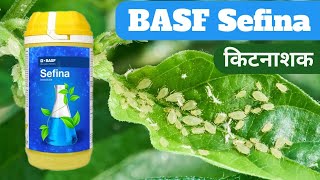 BASF Sefina insecticide  Sefina insecticide BASF  सेफिना किटनाशक सफेद मक्खी नियत्रंण [upl. by Nalek]