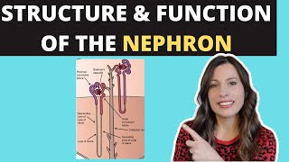 Structure of the NEPHRON Alevel Biology Ultrafiltration and selective reabsorption in the kidney [upl. by Lrub]