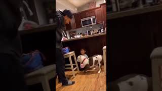 Amazingly Loyal Pitbull Protects Child from Harm  Pitbull Loyalty [upl. by Ellenor]