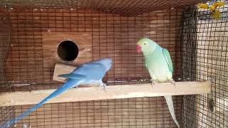 INDIAN RINGNECKS BREEDING SEASON SET UP [upl. by Terrab928]