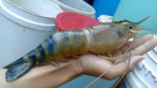 Giant Freshwater Prawn [upl. by Besse479]