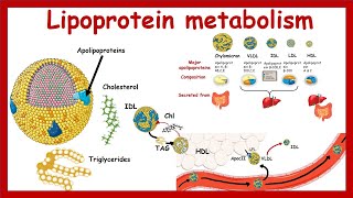 Lipoprotein metabolism and transport  Chylomicron VLDLIDL LDLHDL  Metabolism  Biochemistry [upl. by Henryson]