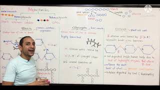 Carbohydrates 4  بايو اولي طب [upl. by Slerahc]