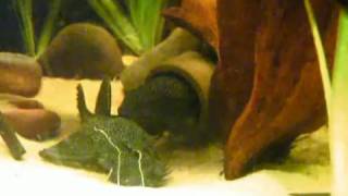 My mating adult Bristlenose plecos  Antennenwelse Ancistrus 33 [upl. by Rozanne]