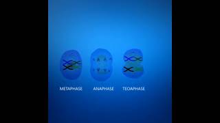 Meiosis cell division Animation  3DClass 12 Cell cycle and cell division [upl. by Teragramyram500]