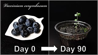 Vaccinium Blueray Blueberry🫐  Outstanding Delicious Heavy Yielding Blueberry Updated Version [upl. by Sheply47]