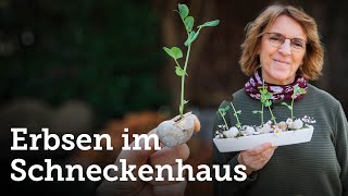 DIY Erbsengrün gezogen in einem leeren Schneckenhaus  geniale essbare Osterdeko 🌱 [upl. by Waine386]