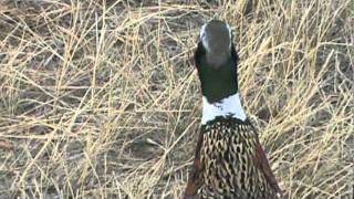 Pheasant hunting in Colorado [upl. by Ahsinyt]